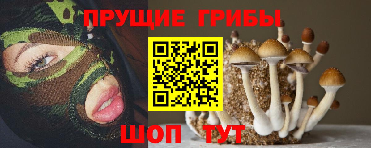 Псилоцибиновые грибы GOLDEN TEACHER  Галлюциногенные грибы GOLDEN TEACHER  где купить наркотик  Кингисепп  Вход с VPN 